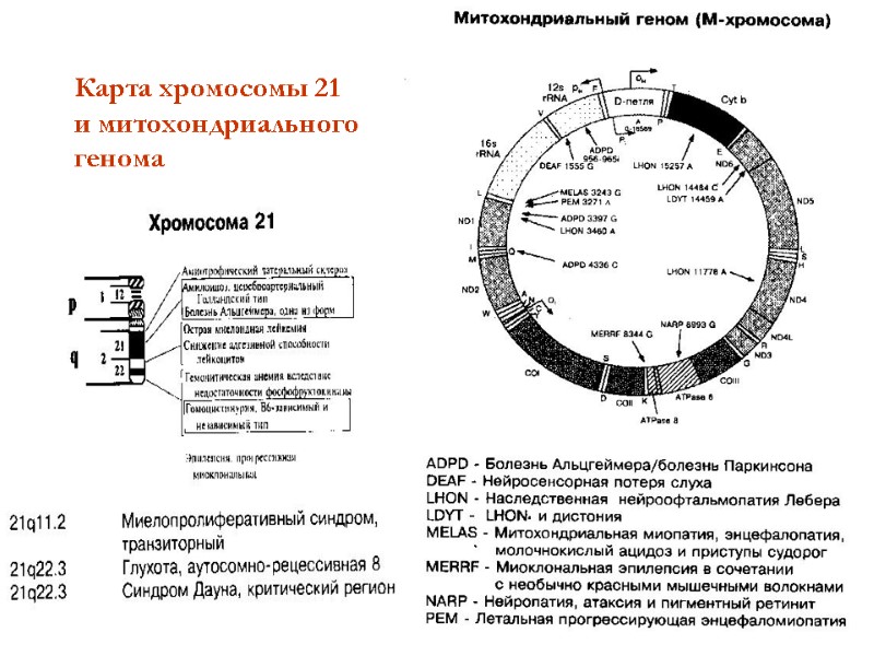 Карта хромосомы 21 и митохондриального генома